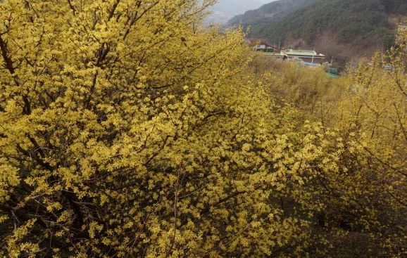 구례-산수유마을