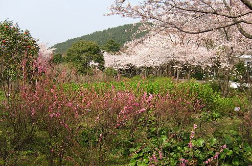 제주-한라수목원