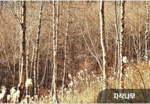 자작나무
