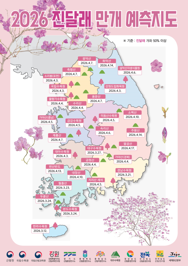 진달래-만개시기