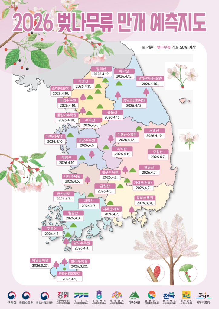 벚나무류-만개시기