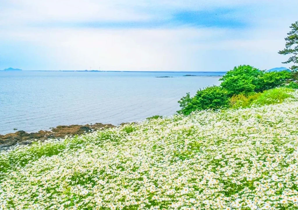 변산마실길-샤스타데이지